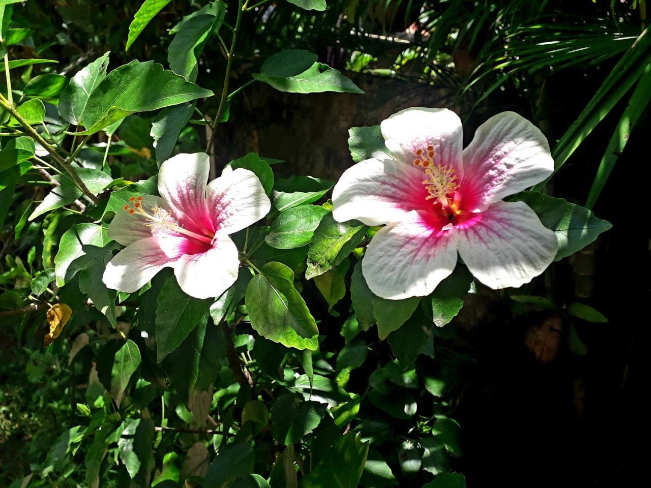 Vivaresidence Homestay Alappuzha 외부 사진