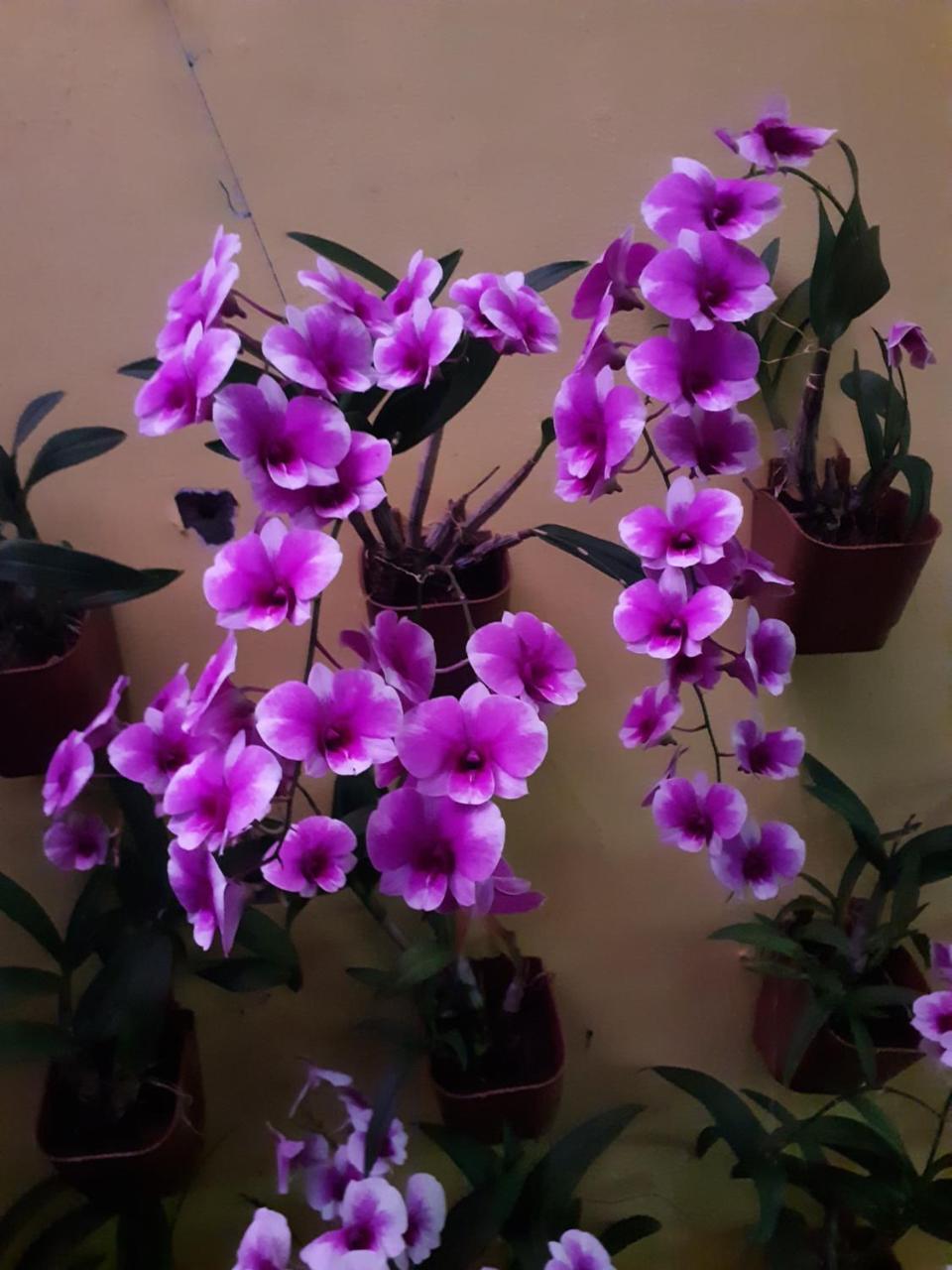 Vivaresidence Homestay Alappuzha 외부 사진